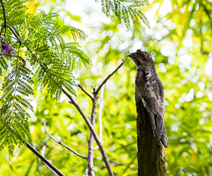 Common Potoo, I had to go back four times to get a picture. Was difficult to tell bird from tree.